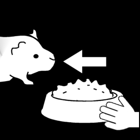feed guinea pig